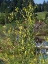 Honigklee - Sambucus nigra * 798 x 1063 * (392KB)